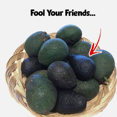 Creative Coin Purse Vivid Cartoon Avocado Shape Wallet Pouch